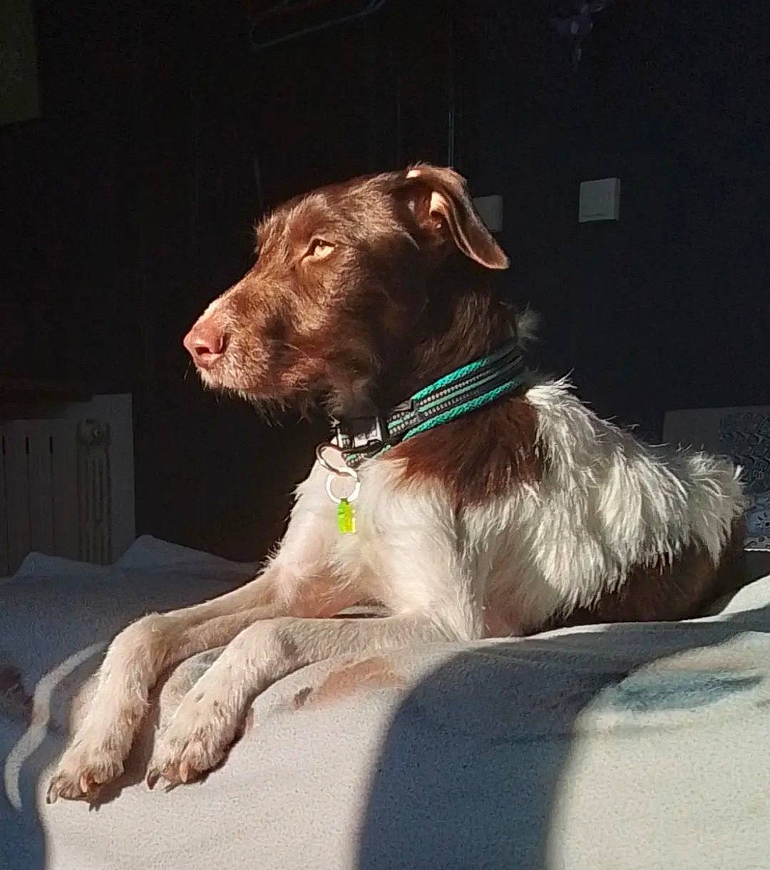 Gabin a rejoint le concours — aidez-le/la à gagner de superbes lots ! carnivore, collar, companion_dog, dog, dog_breed, dog_collar, dog_supply, fang, fawn, fur, hunting_dog, liver, sporting_group, terrestrial_animal, whiskers, working_animal, working_terrier