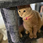 Pheobe joined the competition — help win amazing prizes! cat, orange_tabby, pet, animal, indoor, cat_tree, fur, whiskers, collar, bell, curious, cute, feline, paws, ears, sitting, closeup, soft, domestic_cat, household