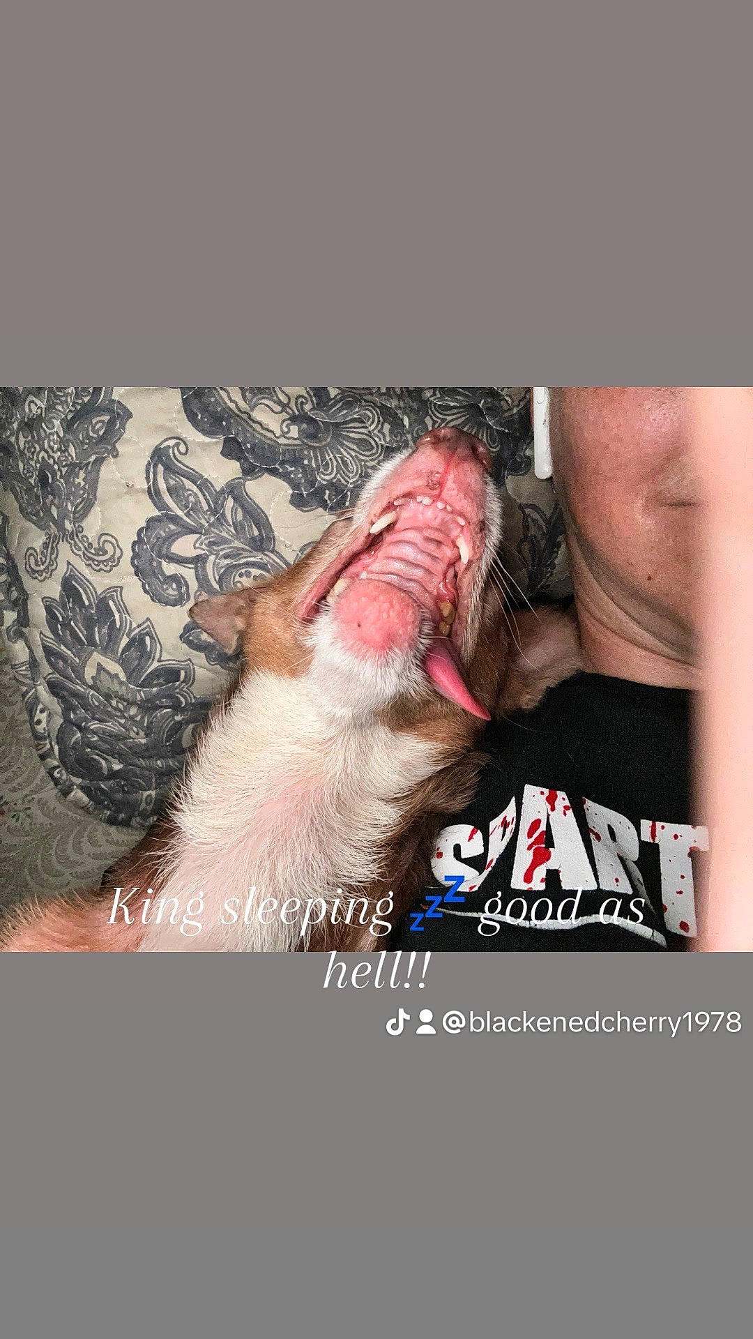 King is registered to the contest to win money with this photo: beard, carnivore, chest, companion_dog, elbow, eyelash, facial_hair, felidae, finger, flash_photography, font, fur, gesture, jaw, neck, small_to_medium_sized_cats, snout, thumb, whiskers, wrist