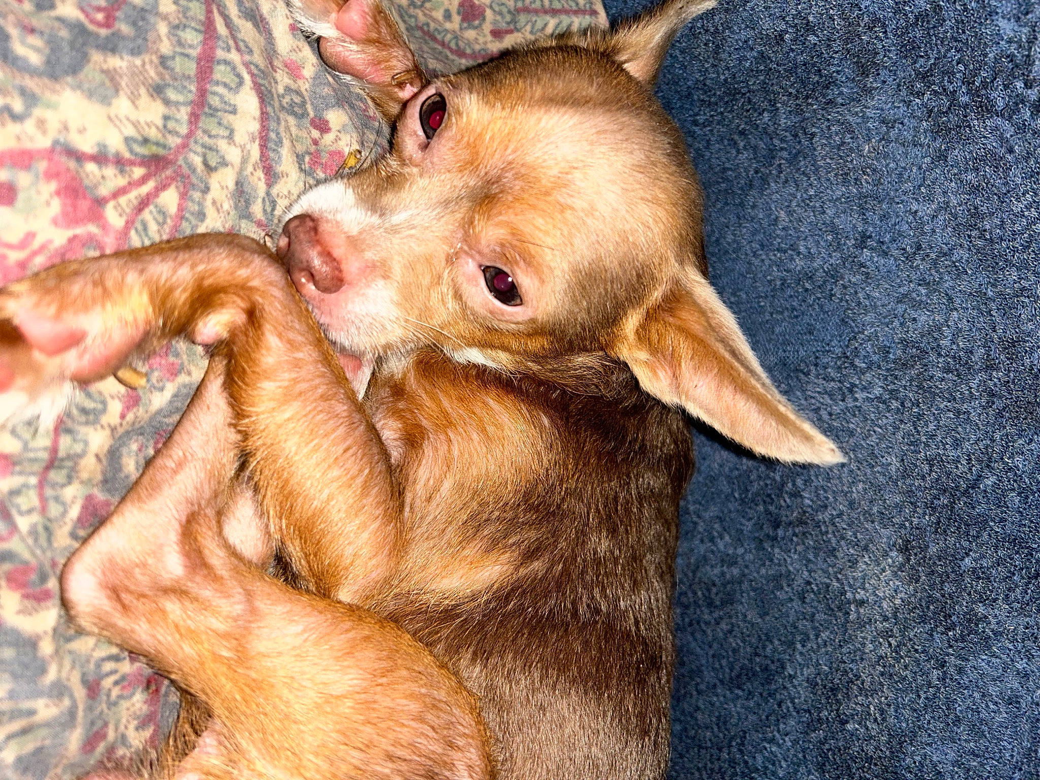 King joined the competition — help win amazing prizes! art, canidae, comfort, companion_dog, dog_breed, domestic_pig, ear, fawn, fur, liver, livestock, paw, snout, sporting_group, suidae, terrestrial_animal, whiskers, wildlife, working_animal, wrinkle