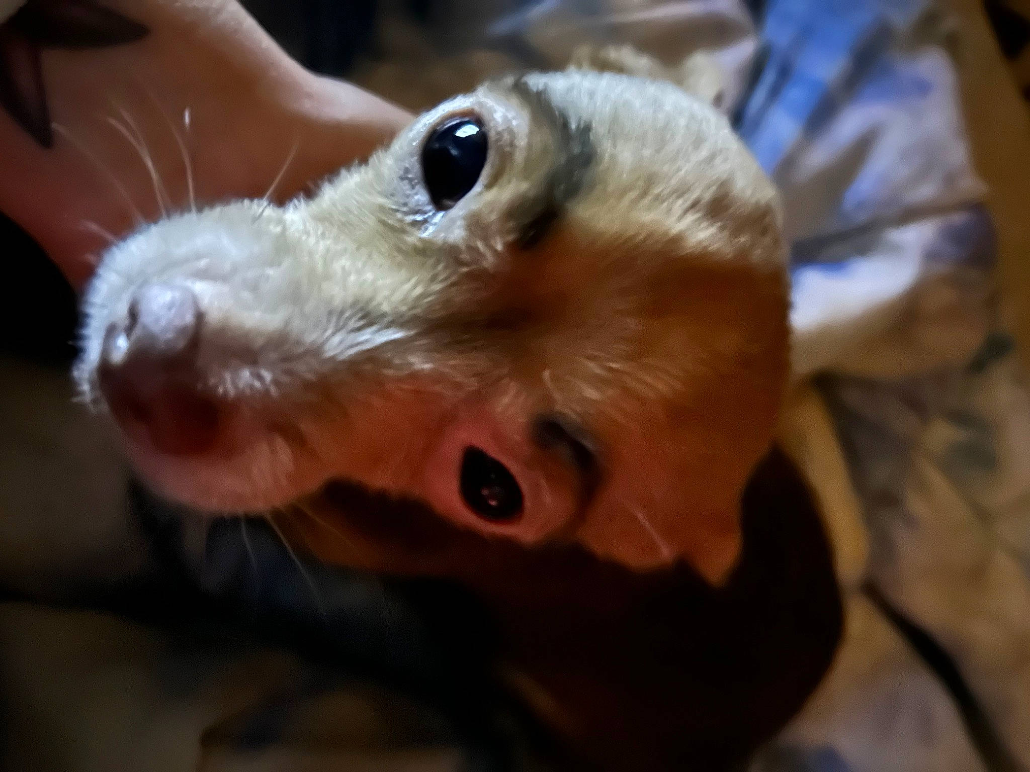 King is registered to the contest to win money with this photo: canidae, carnivore, companion_dog, dog, dog_breed, ear, eyelash, eyewear, fawn, fur, jaw, liver, selfie, snout, sporting_group, toy_dog, whiskers, wildlife, wood, working_animal