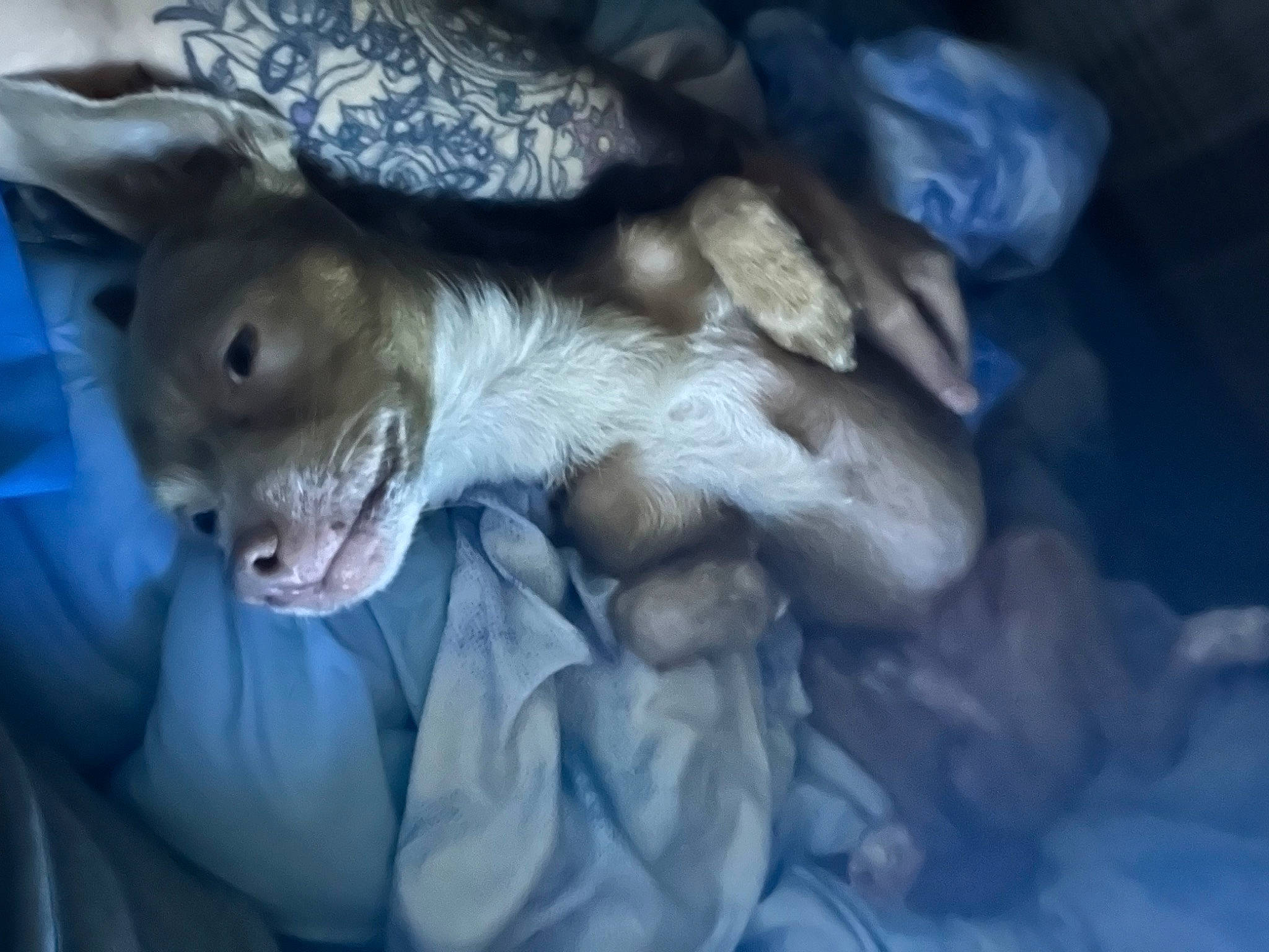 King is registered to the contest to win money with this photo: canidae, carnivore, comfort, companion_dog, dog, dog_breed, electric_blue, fawn, felidae, fur, gesture, linens, nap, paw, small_to_medium_sized_cats, snout, sporting_group, tail, toy_dog, whiskers