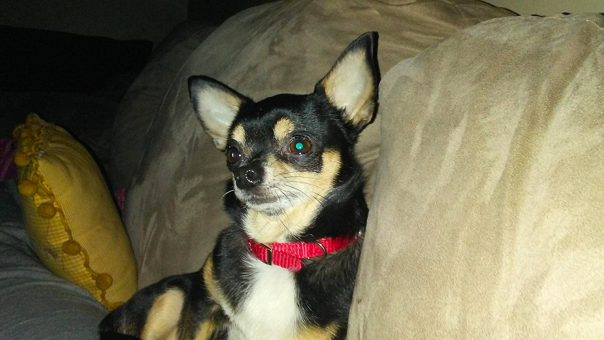 Molly is registered to the contest to win money with this photo: canidae, carmine, carnivore, chihuahua, collar, comfort, companion_dog, corgi_chihuahua, dog, dog_breed, dog_supply, ear, fawn, fur, non_sporting_group, sporting_group, toy_dog, whiskers, working_animal