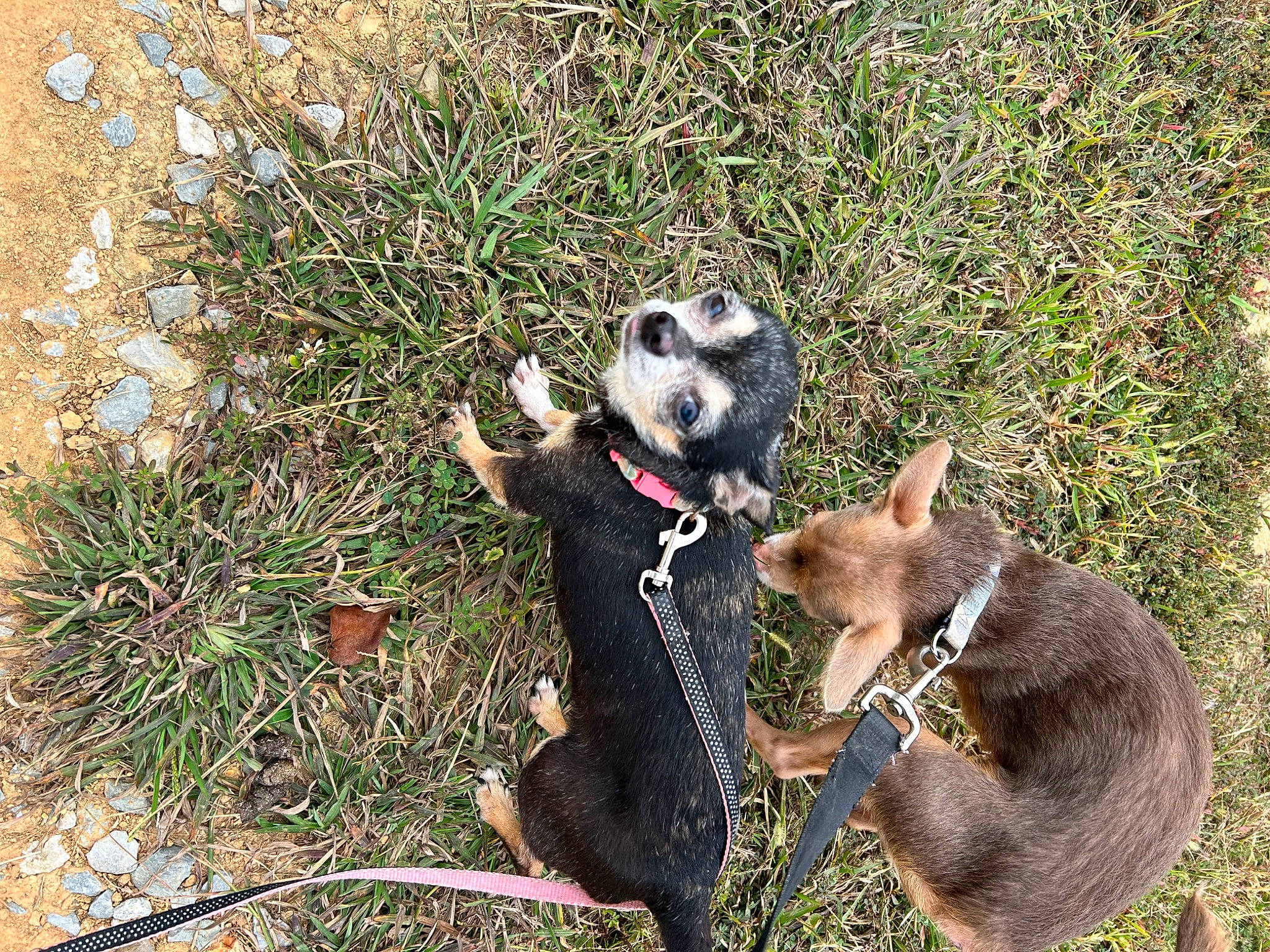 Molly joined the competition — help win amazing prizes! canidae, carnivore, collar, companion_dog, dog, dog_breed, dog_supply, east_european_shepherd, fawn, grass, groundcover, herding_dog, marsupial, plant, snout, sporting_group, tail, terrestrial_animal, working_animal, working_dog