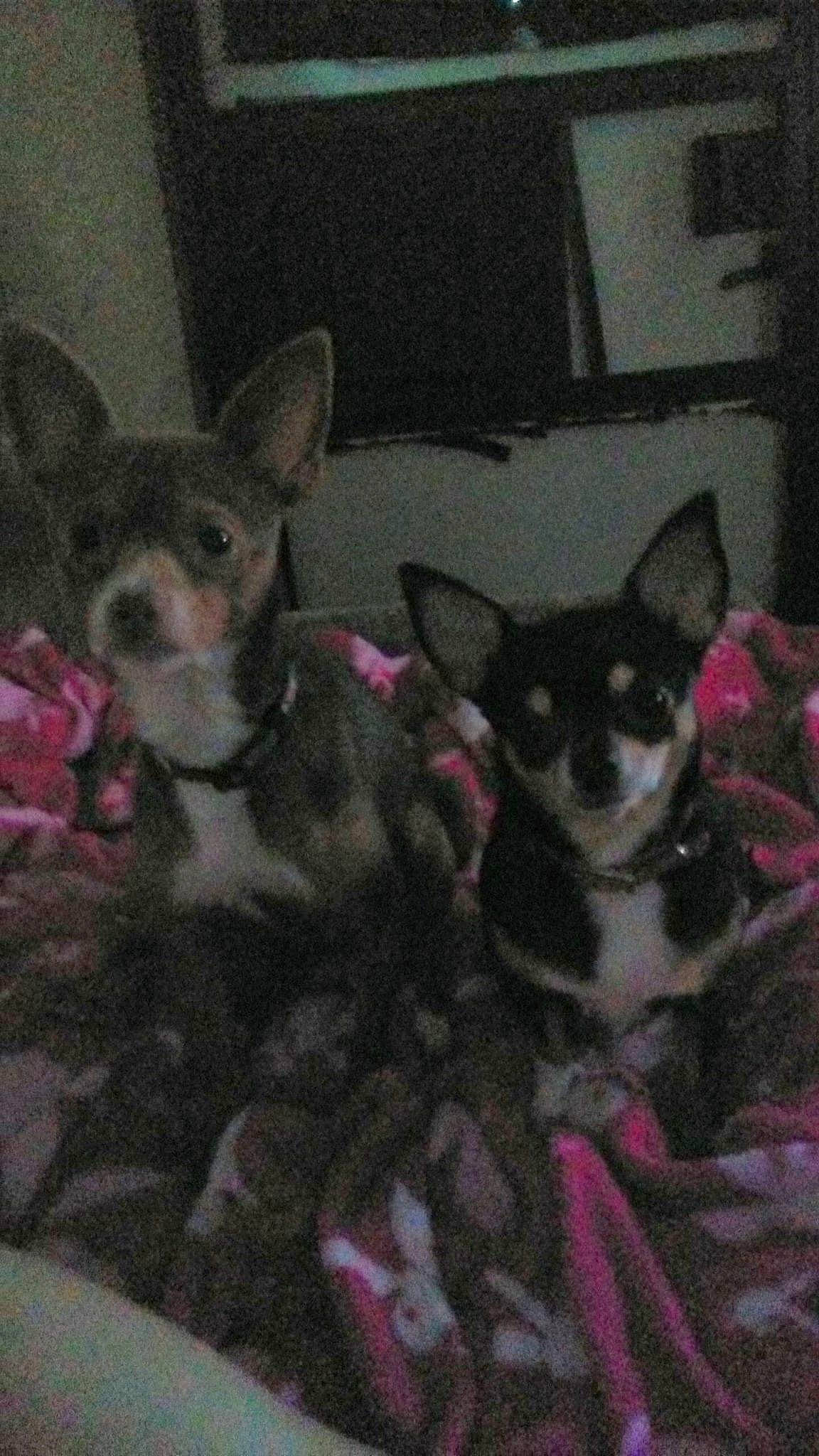 Molly is registered to the contest to win money with this photo: canidae, carmine, carnivore, chihuahua, companion_dog, dog, dog_breed, dog_supply, fawn, felidae, fur, mammal, paw, small_to_medium_sized_cats, snout, sporting_group, tail, toy_dog, whiskers, working_animal