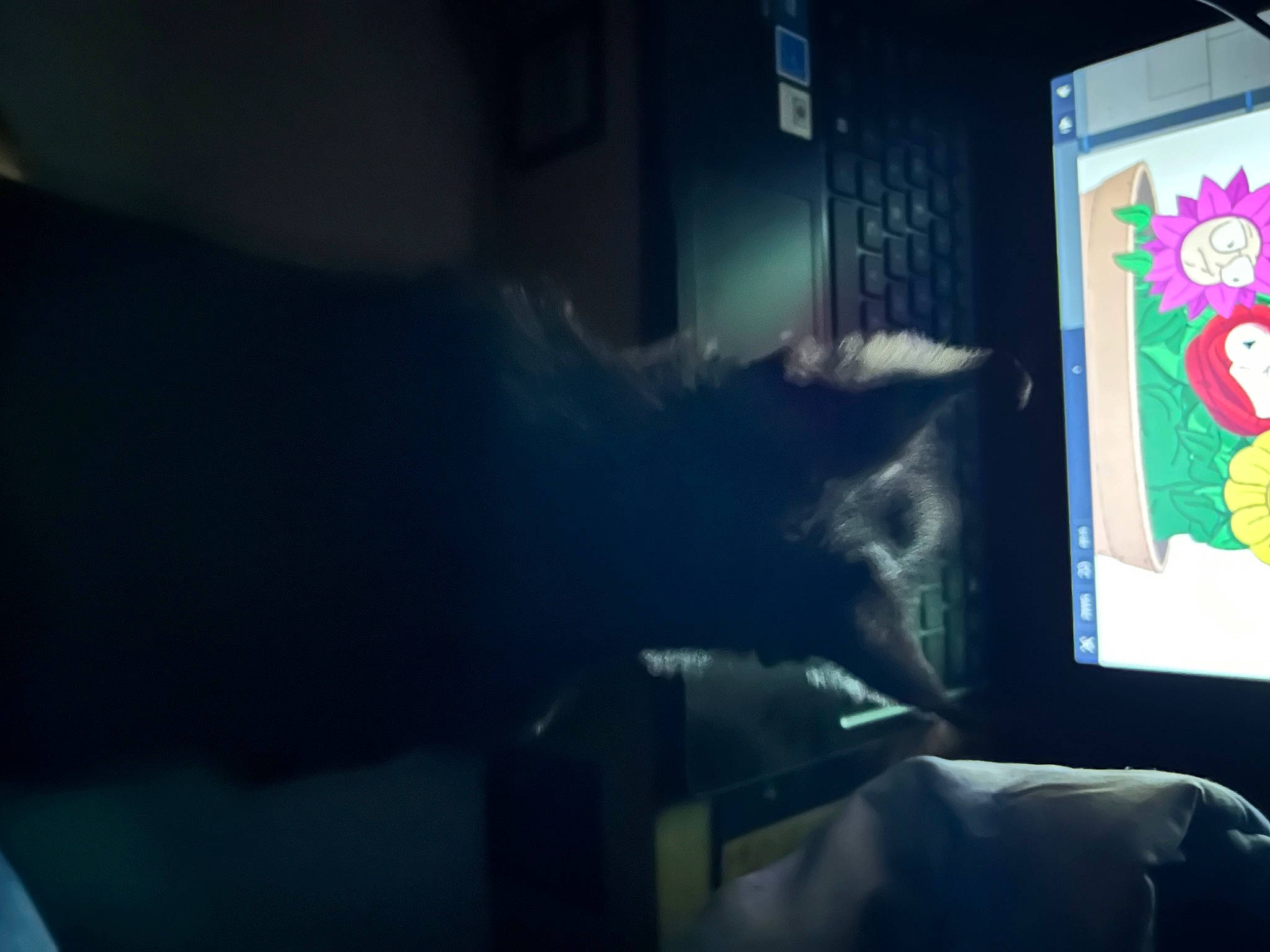 Molly is registered to the contest to win money with this photo: carnivore, cat, comfort, darkness, display_device, electronic_device, felidae, flat_panel_display, fur, gadget, gesture, led_backlit_lcd_display, magenta, multimedia, room, small_to_medium_sized_cats, tail, television_set, visual_arts, whiskers