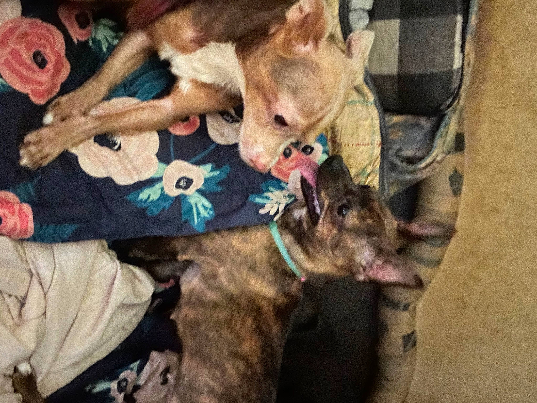 Sassy joined the competition — help win amazing prizes! canidae, carnivore, collar, companion_dog, dog, dog_breed, ear, fawn, fun, fur, guard_dog, lap, non_sporting_group, rose, sporting_group, toy_dog, working_animal