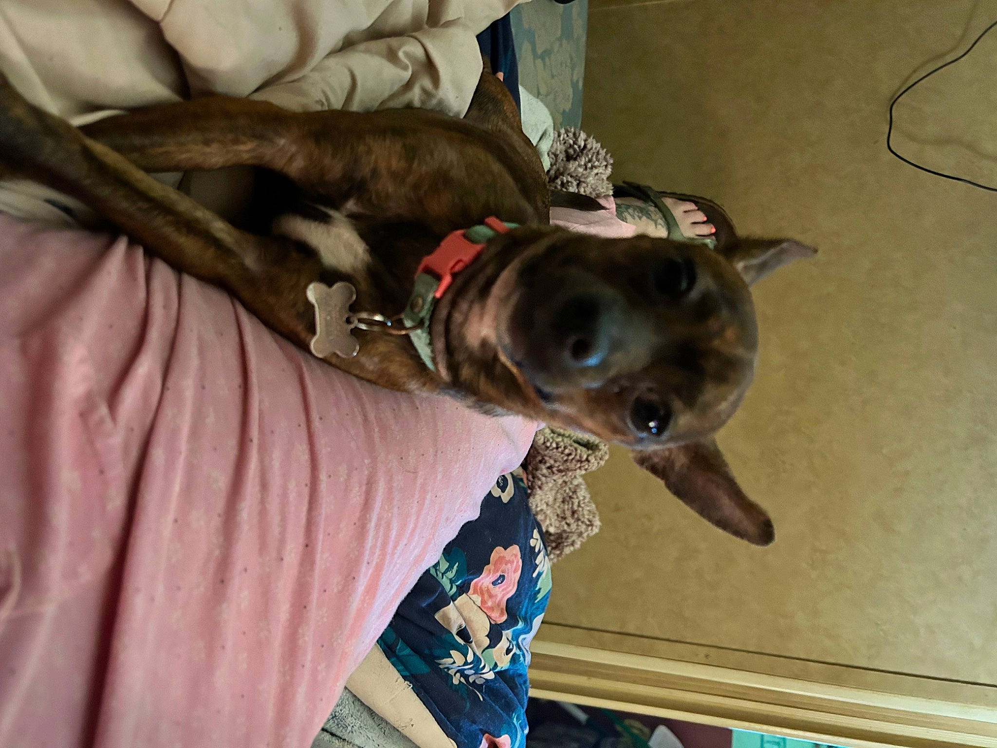 Sassy joined the competition — help win amazing prizes! canidae, carnivore, collar, comfort, companion_dog, dog, dog_breed, dog_collar, ear, fawn, guard_dog, leash, liver, non_sporting_group, pet_supply, rampur_greyhound, snout, sporting_group, whiskers, working_animal