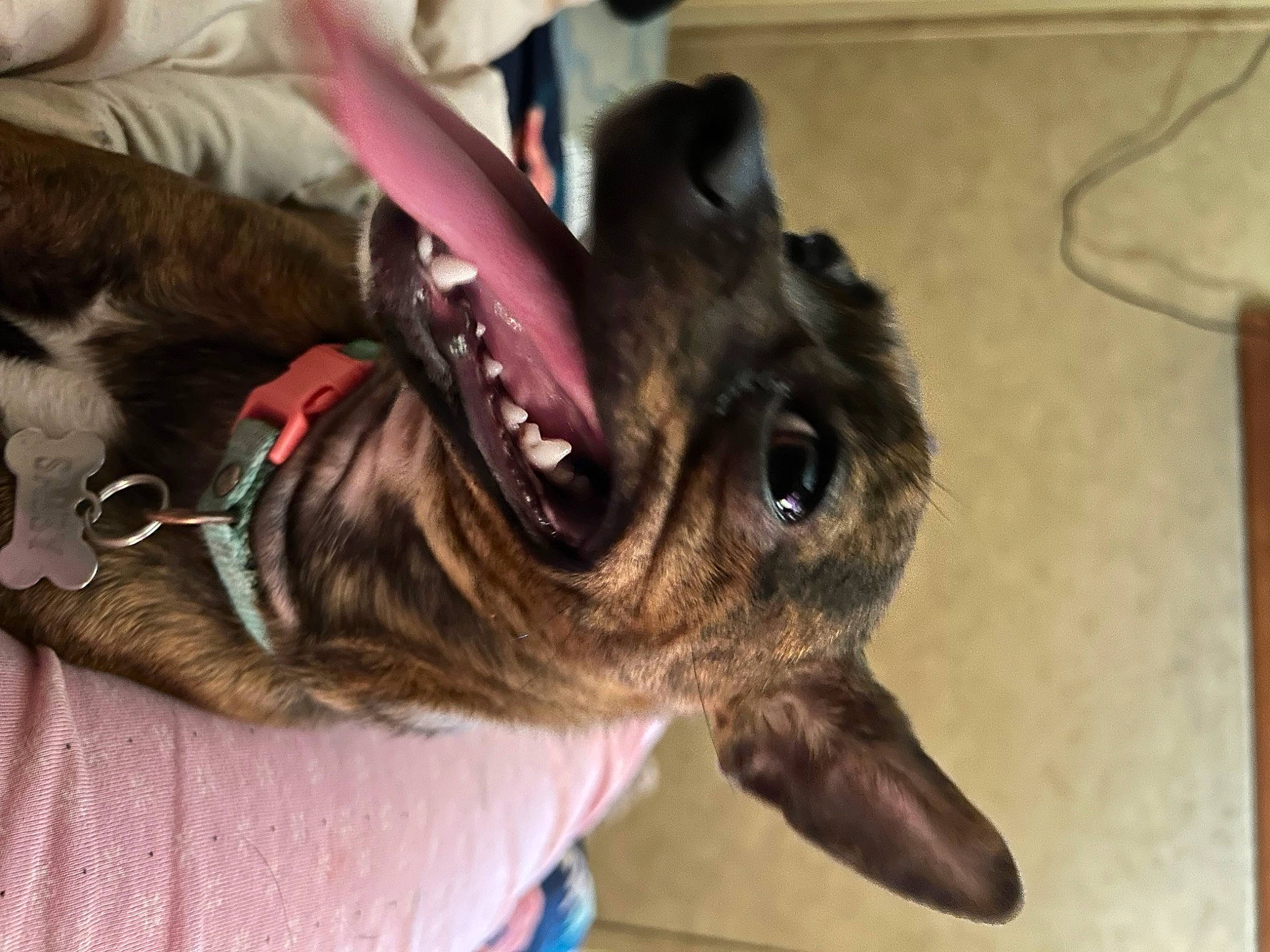 Sassy is registered to the contest to win money with this photo: canidae, carnivore, collar, companion_dog, dog, dog_breed, dog_collar, ear, flooring, fur, guard_dog, hardwood, leash, liver, paw, pet_supply, sporting_group, tile_flooring, whiskers, working_animal