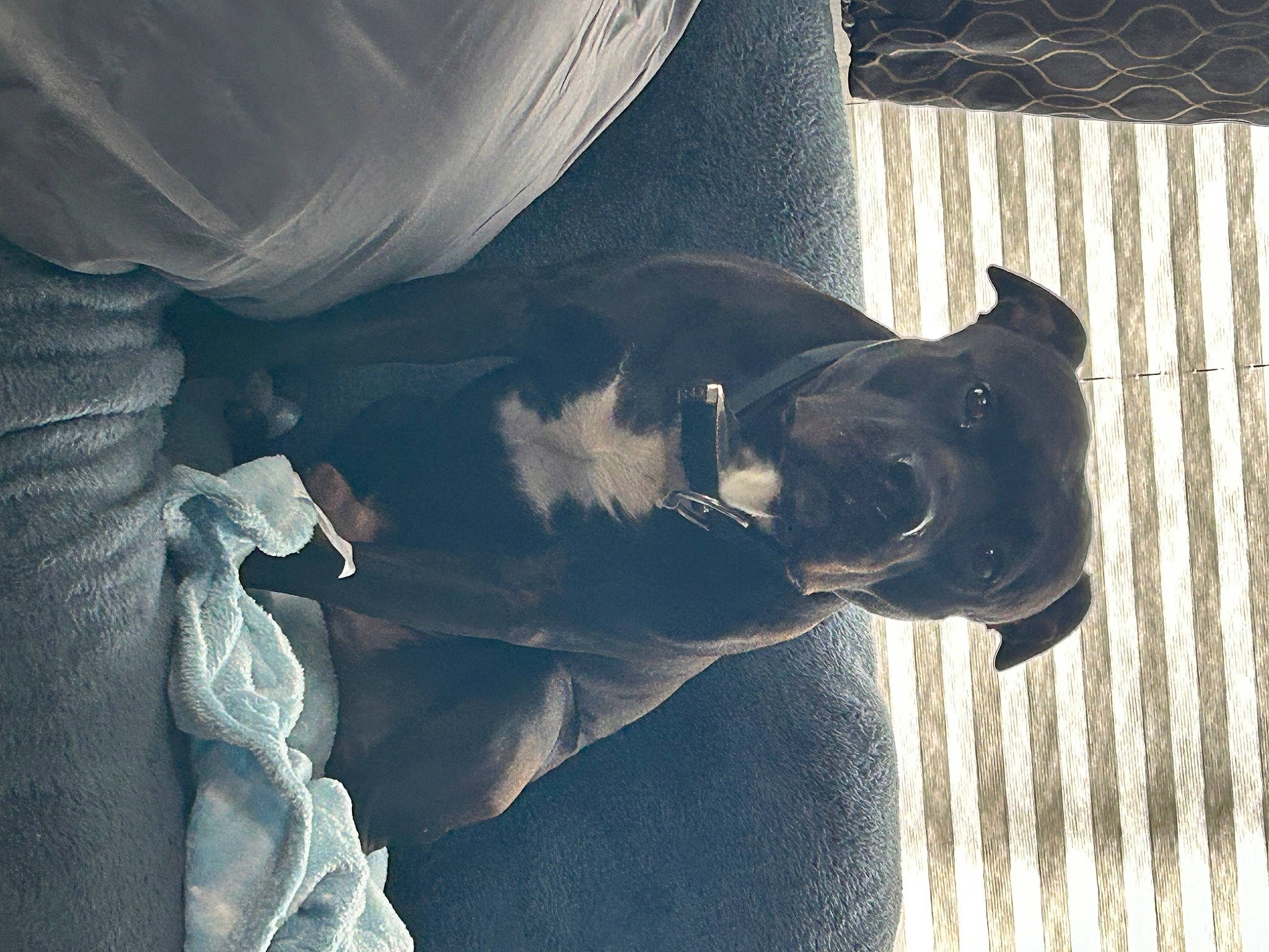 Boy joined the competition — help win amazing prizes! canidae, carnivore, comfort, companion_dog, dog, dog_breed, dog_collar, ear, fawn, grey, guard_dog, head, jaw, sporting_group, tail, tints_and_shades, whiskers, working_animal, working_dog, wrinkle