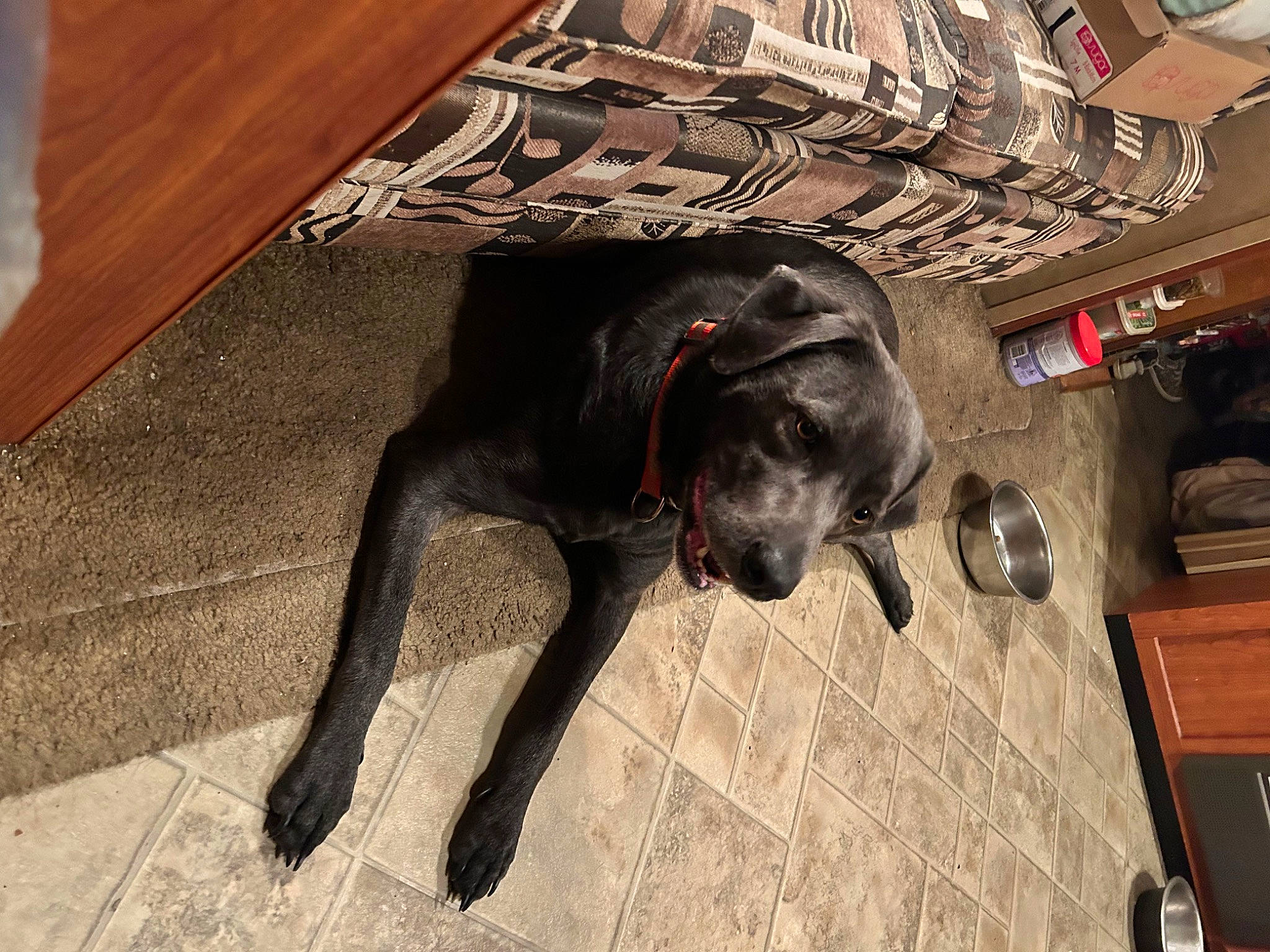 Lucky joined the competition — help win amazing prizes! cabinetry, carnivore, companion_dog, dog, dog_breed, dog_supply, fawn, floor, flooring, fur, hardwood, liver, plank, snout, tail, terrestrial_animal, varnish, wood, wood_stain, working_animal