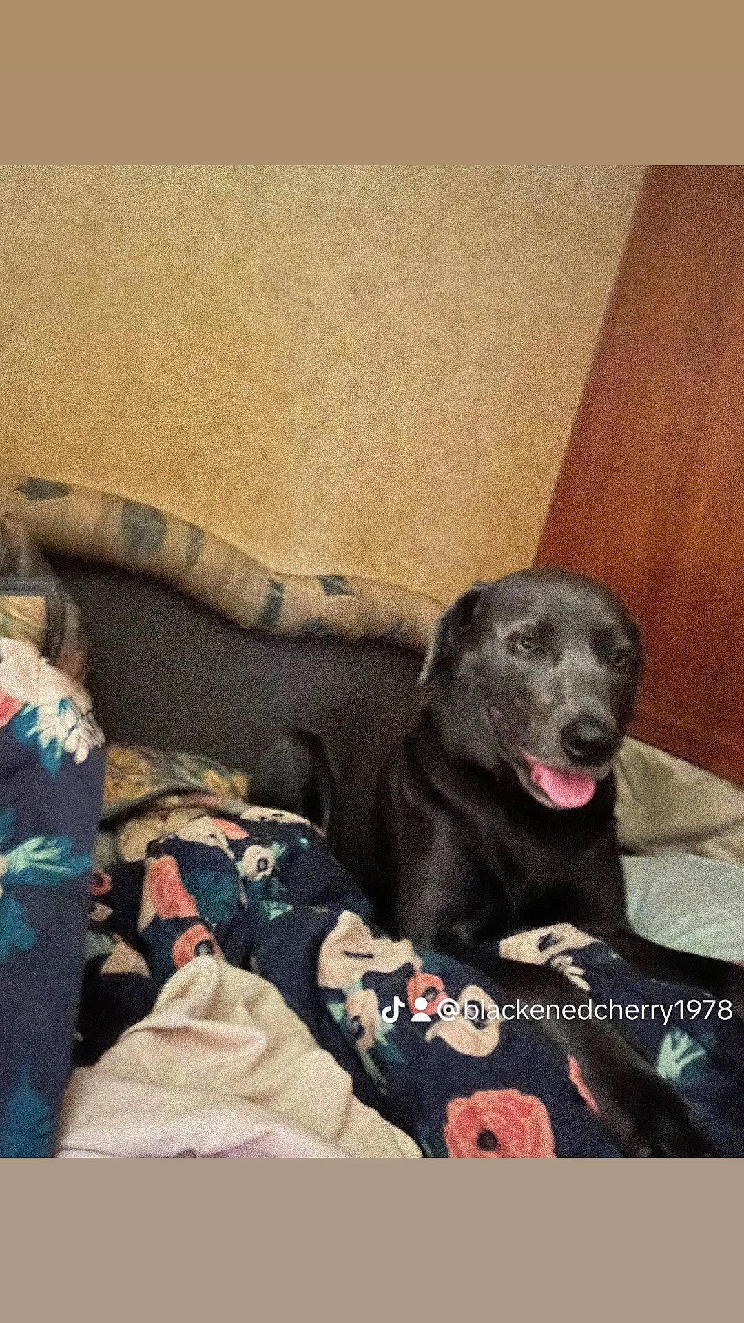 Lucky joined the competition — help win amazing prizes! borador, canidae, carnivore, comfort, companion_dog, dog, dog_breed, fur, guard_dog, gun_dog, non_sporting_group, retriever, sitting, snout, sporting_group, terrestrial_animal, whiskers, working_animal