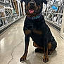dog, rottweiler, pet, animal, indoor, store, mirror, frame, aisle, concrete_floor, tongue_out, collar, black_and_tan, sitting, happy, bright_lighting, reflection, retail, smiling, canine