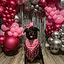 Zara is registered to the contest to win money with this photo: dog, rottweiler, birthday, party, balloons, pink, silver, fringe, bandana, hat, celebration, indoor, flooring, decorations, festive, tongue_out, pet, portrait, cute, animal