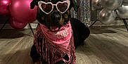 Zara joined the competition — help win amazing prizes! dog, rottweiler, birthday, party, balloons, pink, silver, glasses, heart_shaped_glasses, bandana, bow, floor, indoor, decorations, streamers, celebration, pet, costume, festive, animal