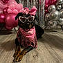 dog, rottweiler, birthday, party, balloons, pink, silver, glasses, heart_shaped_glasses, bandana, bow, floor, indoor, decorations, streamers, celebration, pet, costume, festive, animal
