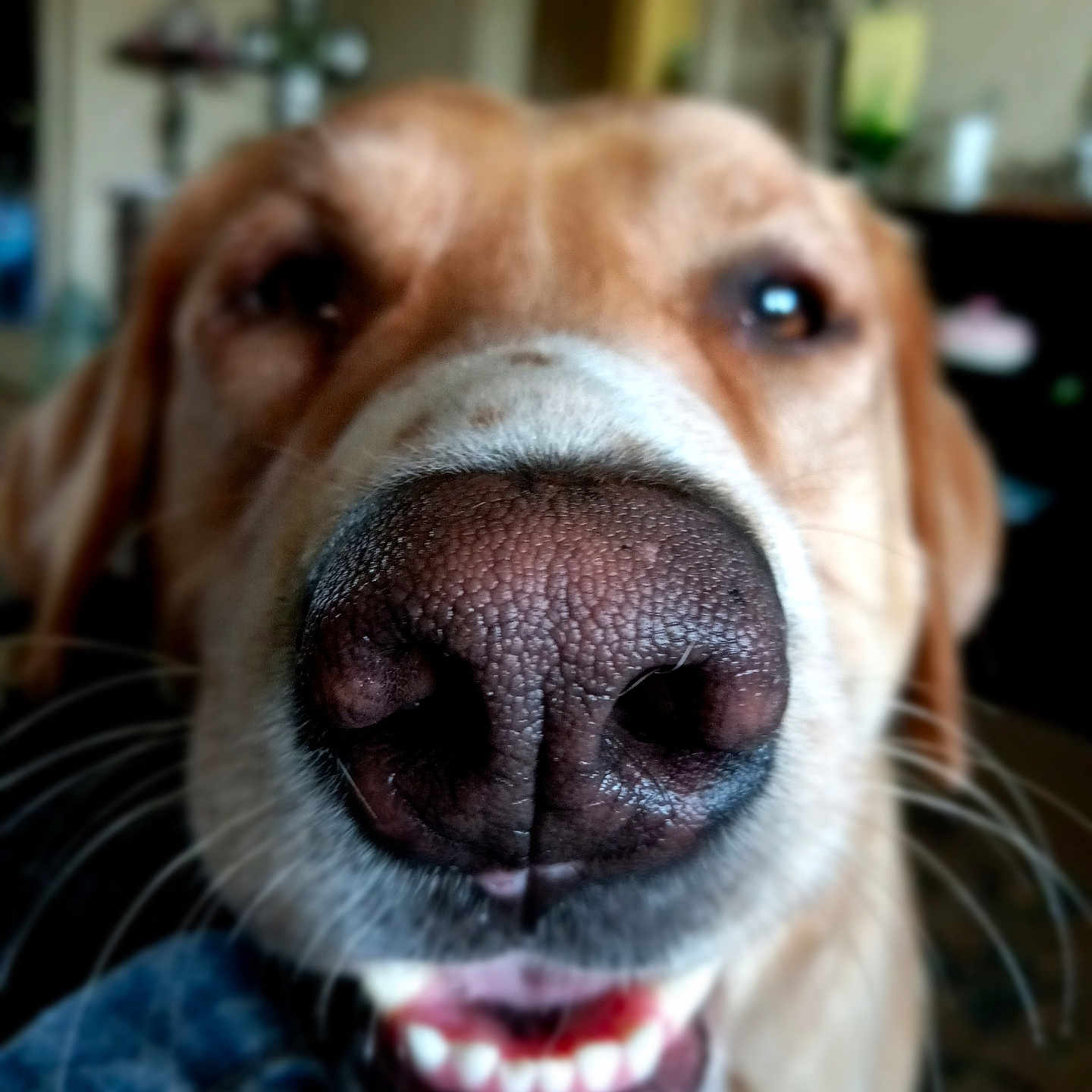 Marley joined the competition — help win amazing prizes! animal, architecture, beagle, bodypart, building, canine, dog, furniture, goldenretriever, hound, husky, indoors, labradorretriever, livingroom, mouth, person, pet, puppy, snout, teeth