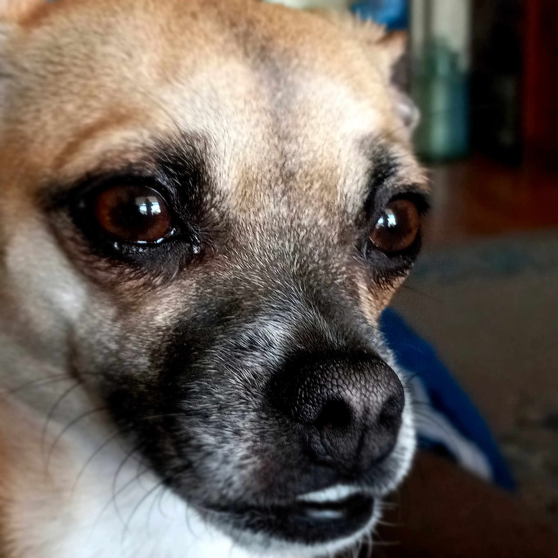 Daisy