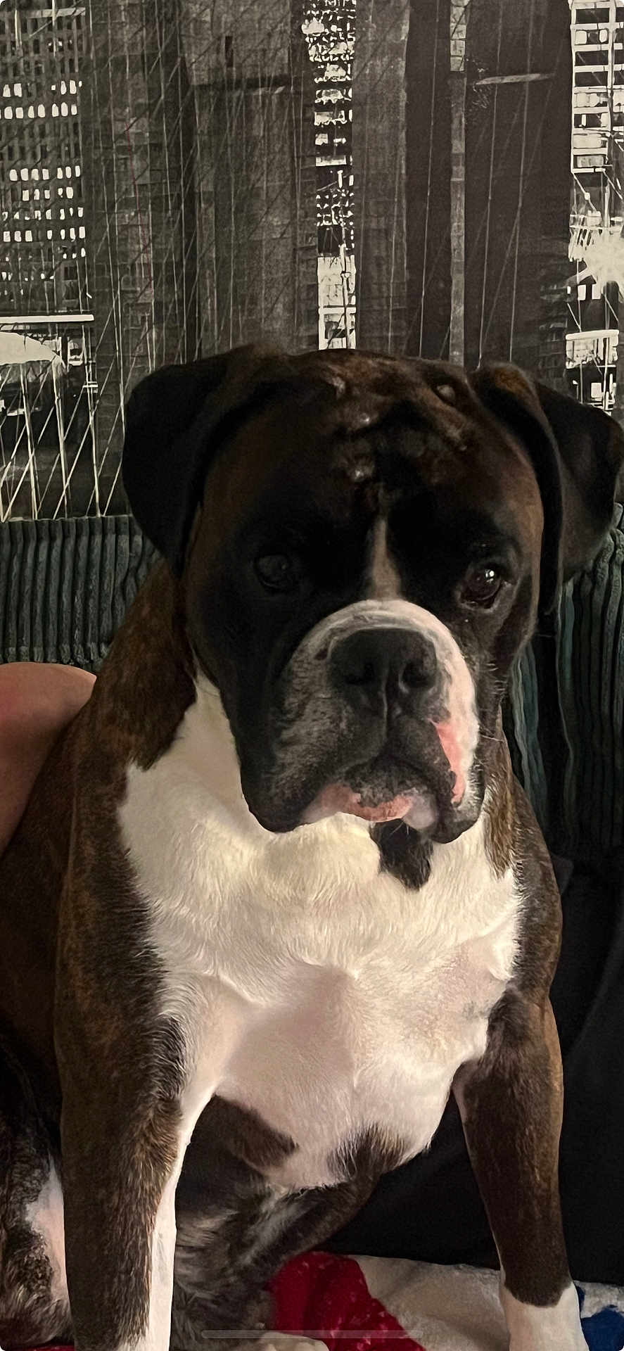 Rocco a rejoint le concours — aidez-le/la à gagner de superbes lots ! dog, boxer, pet, animal, indoor, couch, brown, white, fur, face, ears, nose, eyes, portrait, sitting, canine, mammal, companion, household, background