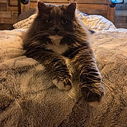 Zippy is registered to the contest to win money with this photo: cat, fluffy, gray, white, bed, blanket, furniture, headboard, indoor, cozy, pet, animal, fur, whiskers, relaxing, portrait, looking_at_camera, paws, resting, soft_lighting