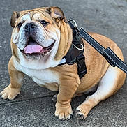 Kratos joined the competition — help win amazing prizes! dog, english_bulldog, pet, animal, leash, harness, tongue_out, sitting, concrete, outdoor, cute, wrinkled_face, stocky, brown, white, happy, canine, companion, friendly, domestic