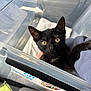 black_kitten, cat, pet, animal, container, plastic_box, golden_eyes, curious, paw, person, sleeve, towel, indoor, close_up, cute, feline, young_cat, looking_up, cozy, domestic_animal