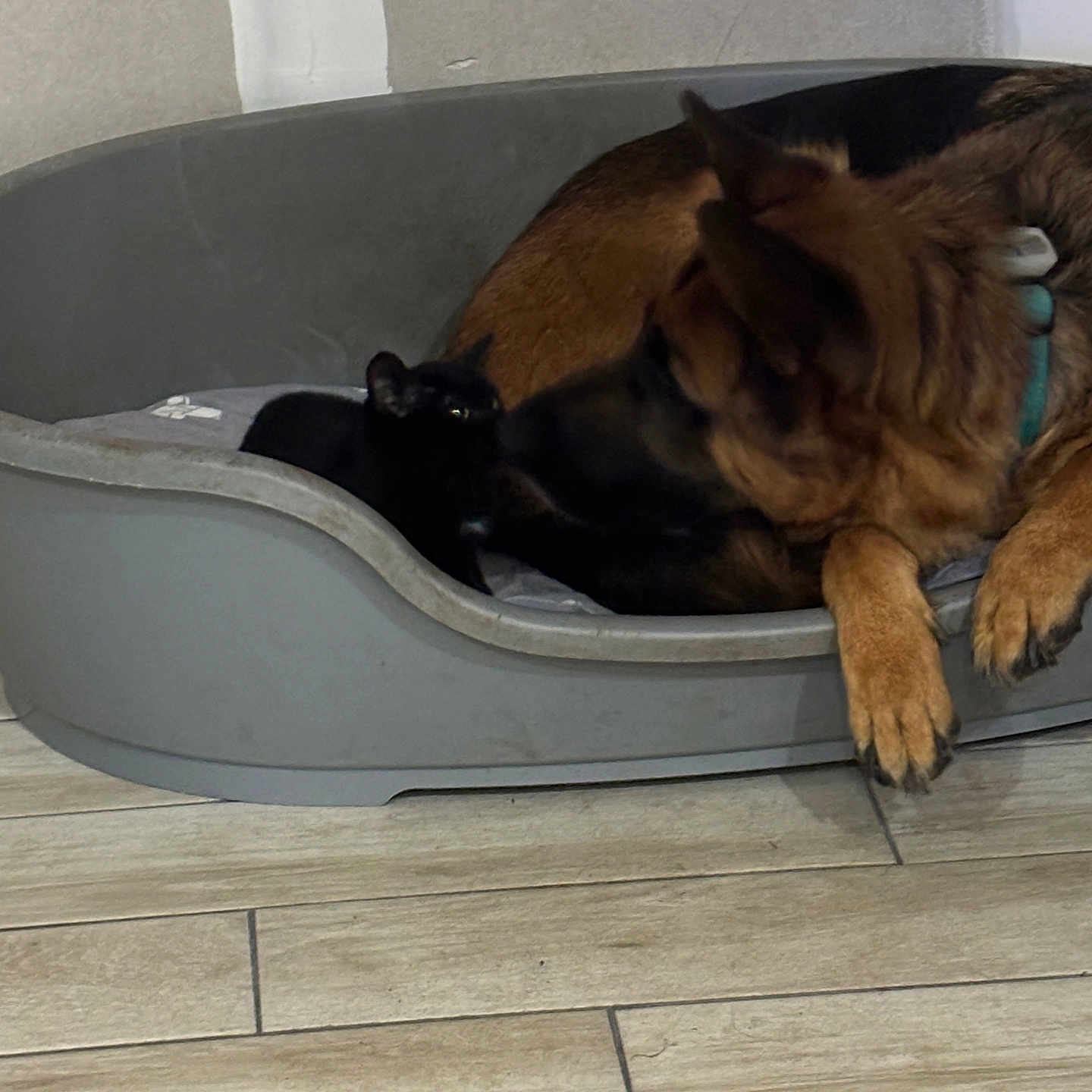 Ozzy Et Up participe au concours pour gagner de l'argent avec cette photo : animal, black_cat, cat, collar, companions, curious, dog, ears, floor, friendship, fur, german_shepherd, home, indoor, paw, pet_bed, plastic_bed, quiet, resting, wooden_floor
