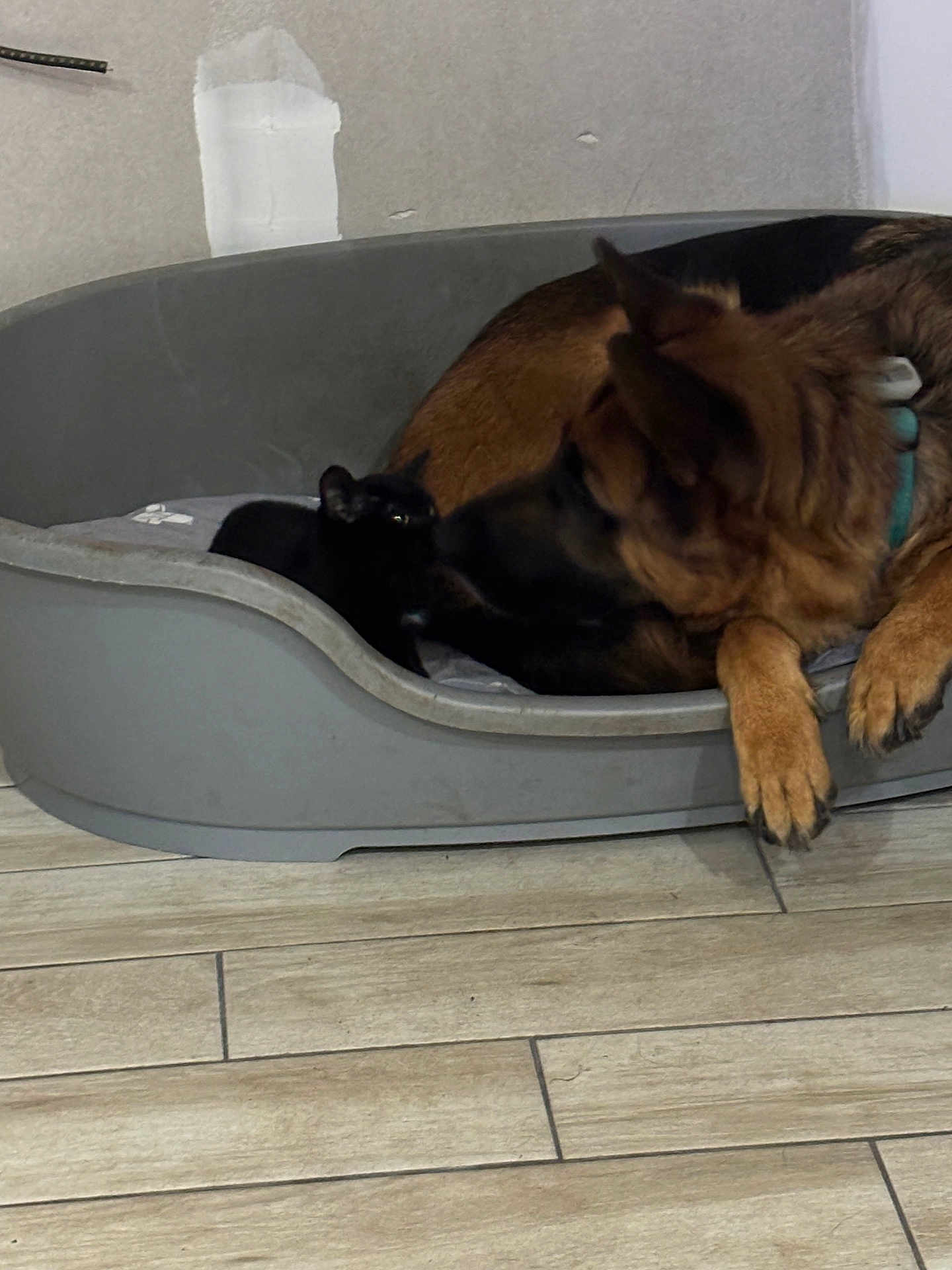 Ozzy Et Up participe au concours pour gagner de l'argent avec cette photo : dog, cat, pet_bed, german_shepherd, black_cat, floor, indoor, animal, curious, resting, companions, paw, ears, fur, collar, plastic_bed, wooden_floor, quiet, friendship, home