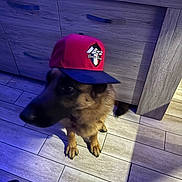 Ozzy Et Up a rejoint le concours — aidez-le/la à gagner de superbes lots ! dog, german_shepherd, hat, cap, floor, tiles, wooden_cabinet, indoor, pet, animal, brown_fur, black_fur, sitting, shadow, blue_light, paw, canine, domestic_animal, headwear, portrait