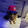 dog, german_shepherd, hat, cap, floor, tiles, wooden_cabinet, indoor, pet, animal, brown_fur, black_fur, sitting, shadow, blue_light, paw, canine, domestic_animal, headwear, portrait