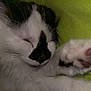 cat, sleeping, close_up, paw, whiskers, fur, indoor, blanket, green_background, nap, pet, domestic_cat, black_and_white, face, nose_marking, cozy, cute, eyes_closed, paw_pad, muzzle