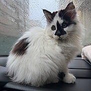 Snezva is registered to the contest to win money with this photo: black_spots, car_dashboard, car_interior, cat, close_up, cute, ears, fluffy, indoor, kitten, paws, pet, portrait, raindrops, sitting, soft_fur, wet_window, whiskers, white_fur, window