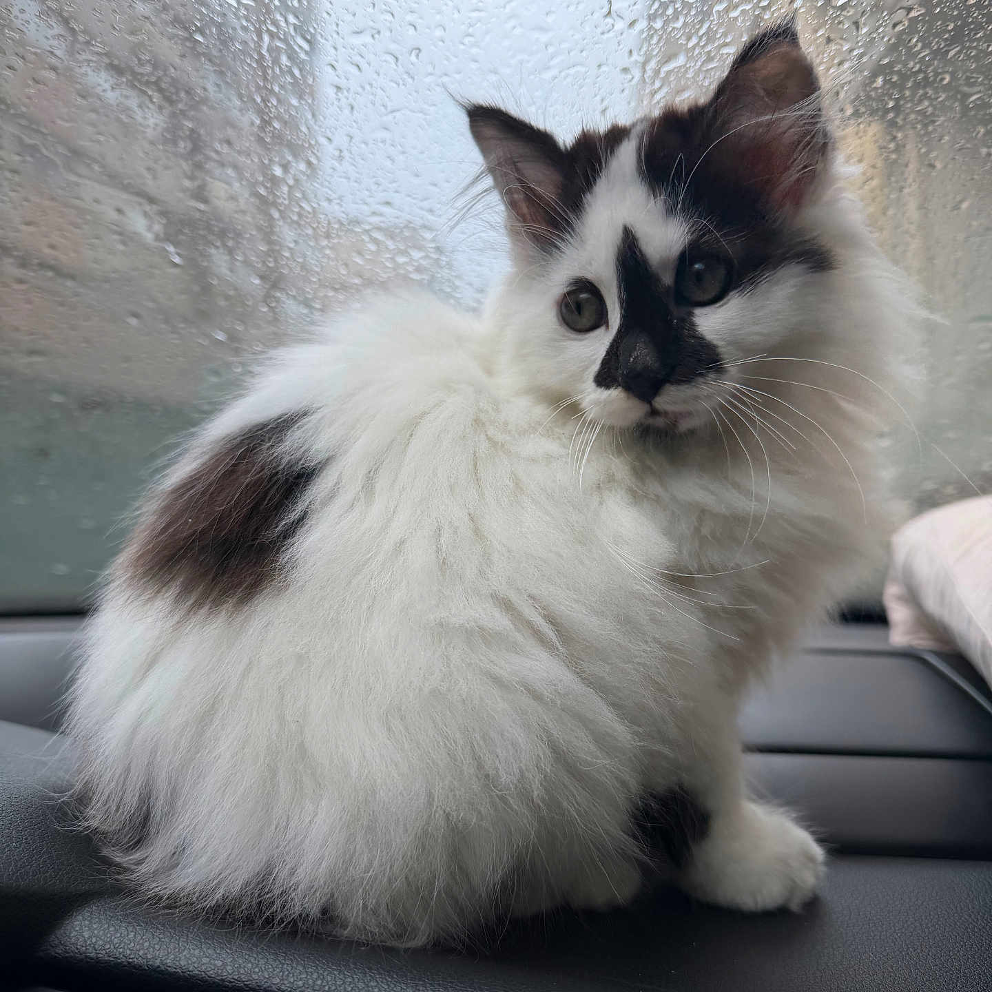 Snezva is registered to the contest to win money with this photo: black_spots, car_dashboard, car_interior, cat, close_up, cute, ears, fluffy, indoor, kitten, paws, pet, portrait, raindrops, sitting, soft_fur, wet_window, whiskers, white_fur, window