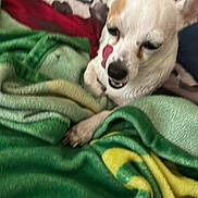 Bella joined the competition — help win amazing prizes! animal, bed, blanket, brown_patch, colorful, comfort, cozy, dog, ears, fabric, fur, indoor, paw, pet, relaxing, resting, sleepy, small_dog, textile, white_dog
