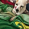 animal, bed, blanket, brown_patch, colorful, comfort, cozy, dog, ears, fabric, fur, indoor, paw, pet, relaxing, resting, sleepy, small_dog, textile, white_dog