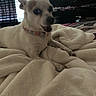 Bella joined the competition — help win amazing prizes! animal, bed, blanket, canine, collar, comfort, cozy, dog, domestic, expression, furniture, indoor, light_and_shadow, pet, resting, room, small_dog, television, white_dog, window_blinds