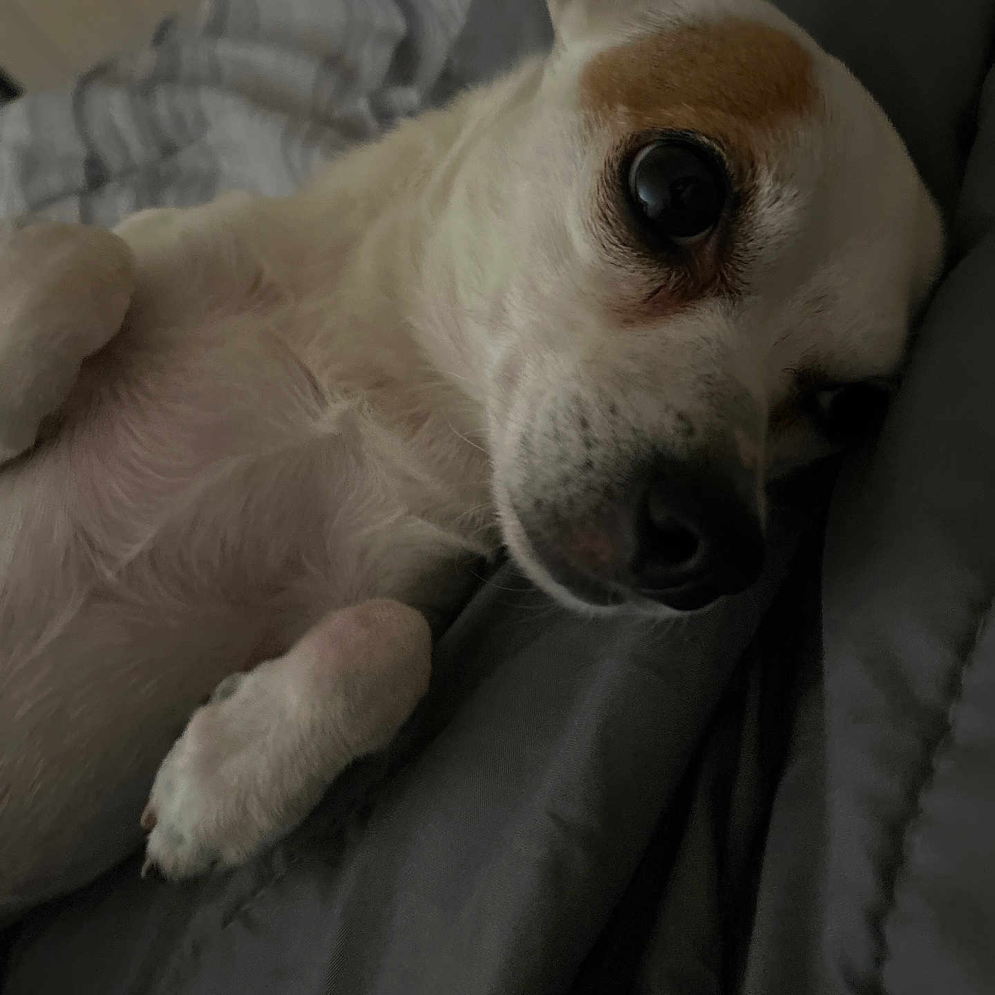 Bella joined the competition — help win amazing prizes! animal, bed, blanket, brown_spot, close_up, companion, curious, cute, dog, ears, fur, indoors, lying_down, nose, paw, pet, relaxed, resting, small_dog, white_fur