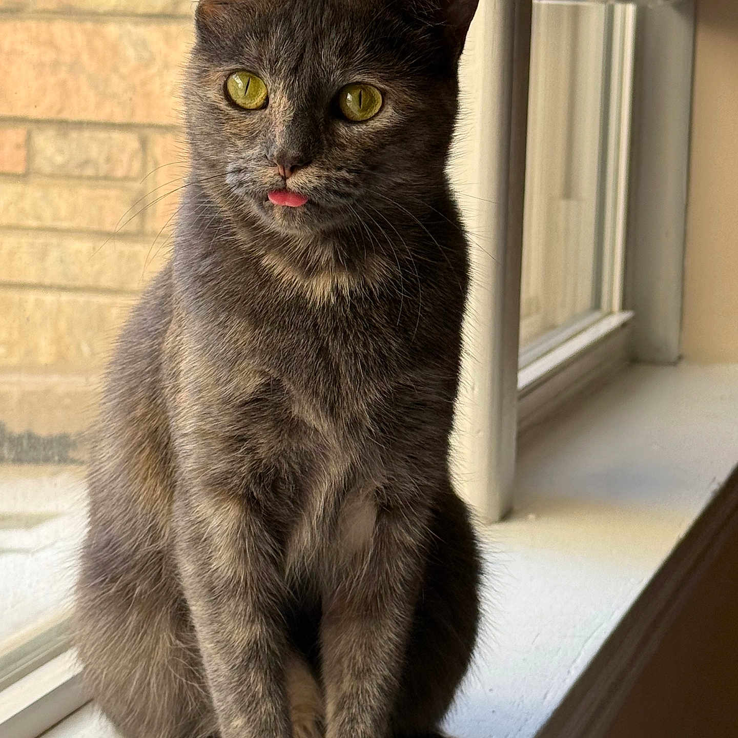 Chiquitina