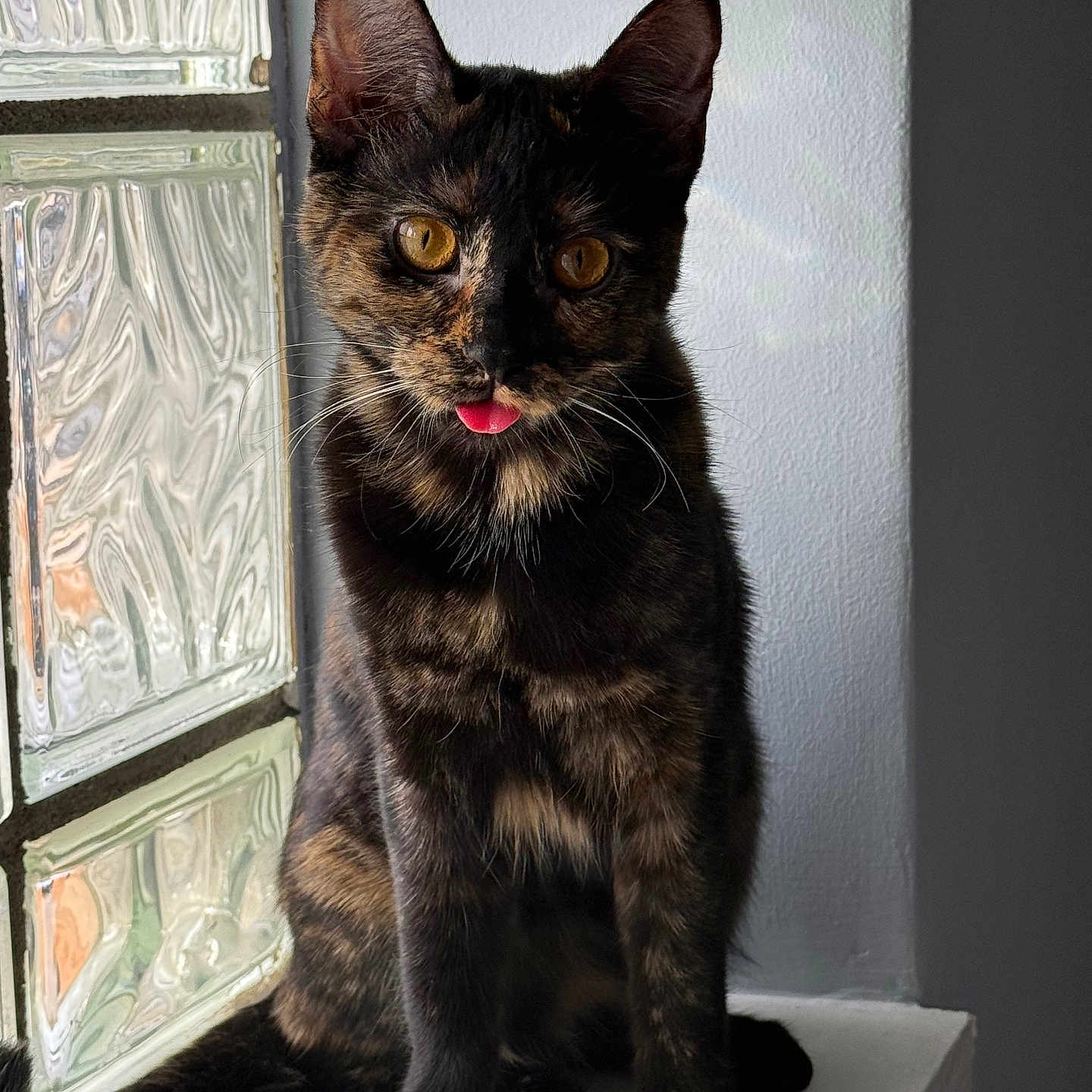 Nala joined the competition — help win amazing prizes! animal, cat, curious, cute, domestic_animal, ears, feline, fur, glass, indoor, ledges, natural_light, pet, playful, sitting, tongue_out, tortoiseshell, whiskers, window, yellow_eyes