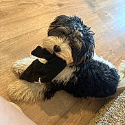 Oli is registered to the contest to win money with this photo: dog, puppy, black_and_white, fluffy, sock, wooden_floor, carpet, pet, cute, playful, indoor, fur, lying_down, small_dog, animal, domestic_animal, chewing, toy, looking_up, curious