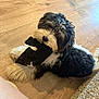 dog, puppy, black_and_white, fluffy, sock, wooden_floor, carpet, pet, cute, playful, indoor, fur, lying_down, small_dog, animal, domestic_animal, chewing, toy, looking_up, curious