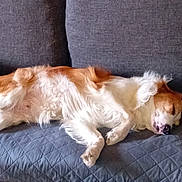 Némo a rejoint le concours — aidez-le/la à gagner de superbes lots ! dog, cat, couch, sleeping, pet, fur, indoor, resting, cozy, animal, blanket, pillow, brown, white, gray, relaxation, companion, domestic, feline, canine