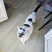 Noisette a rejoint le concours — aidez-le/la à gagner de superbes lots ! cat, white_cat, black_patches, green_eyes, pet, food_bowl, cat_food, cat_toy, wooden_floor, indoor, curious, playful, domestic_animal, whiskers, tail, collar, floor_mat, corner, chair_leg, cat_scratcher