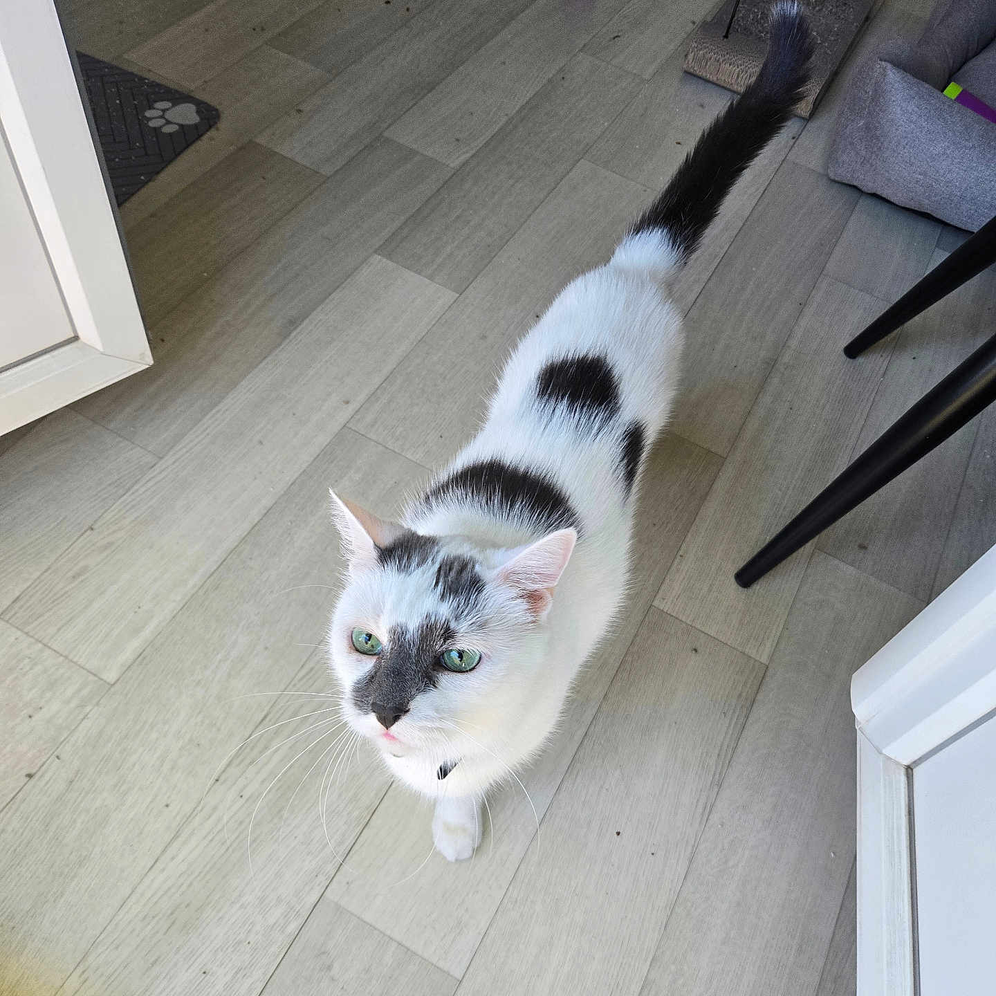 Noisette a rejoint le concours — aidez-le/la à gagner de superbes lots ! black_patches, cat, cat_food, cat_scratcher, cat_toy, chair_leg, collar, corner, curious, domestic_animal, floor_mat, food_bowl, green_eyes, indoor, pet, playful, tail, whiskers, white_cat, wooden_floor