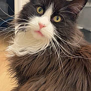 Tsuki Et Nilot a rejoint le concours — aidez-le/la à gagner de superbes lots ! cat, fluffy, black_and_white, yellow_eyes, whiskers, indoor, pet, feline, curious, close_up, fur, animal, domestic, portrait, cute, face, long_hair, looking, head, mammal