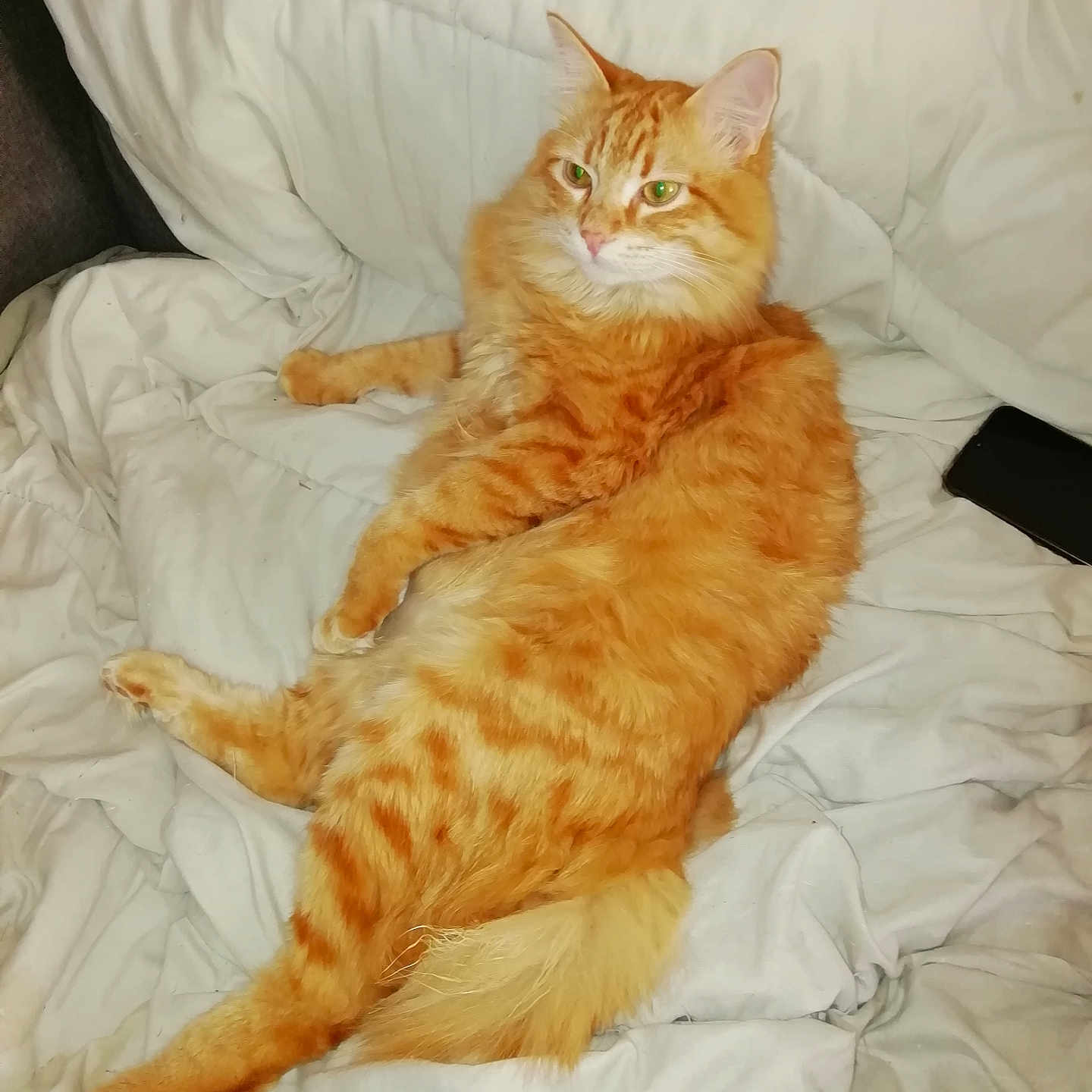 Yoshi a rejoint le concours — aidez-le/la à gagner de superbes lots ! abyssinian, animal, bed, bedroom, blanket, cat, couch, cushion, electronics, furniture, homedecor, indoors, kitten, manx, mobilephone, person, pet, phone, room, sleeping