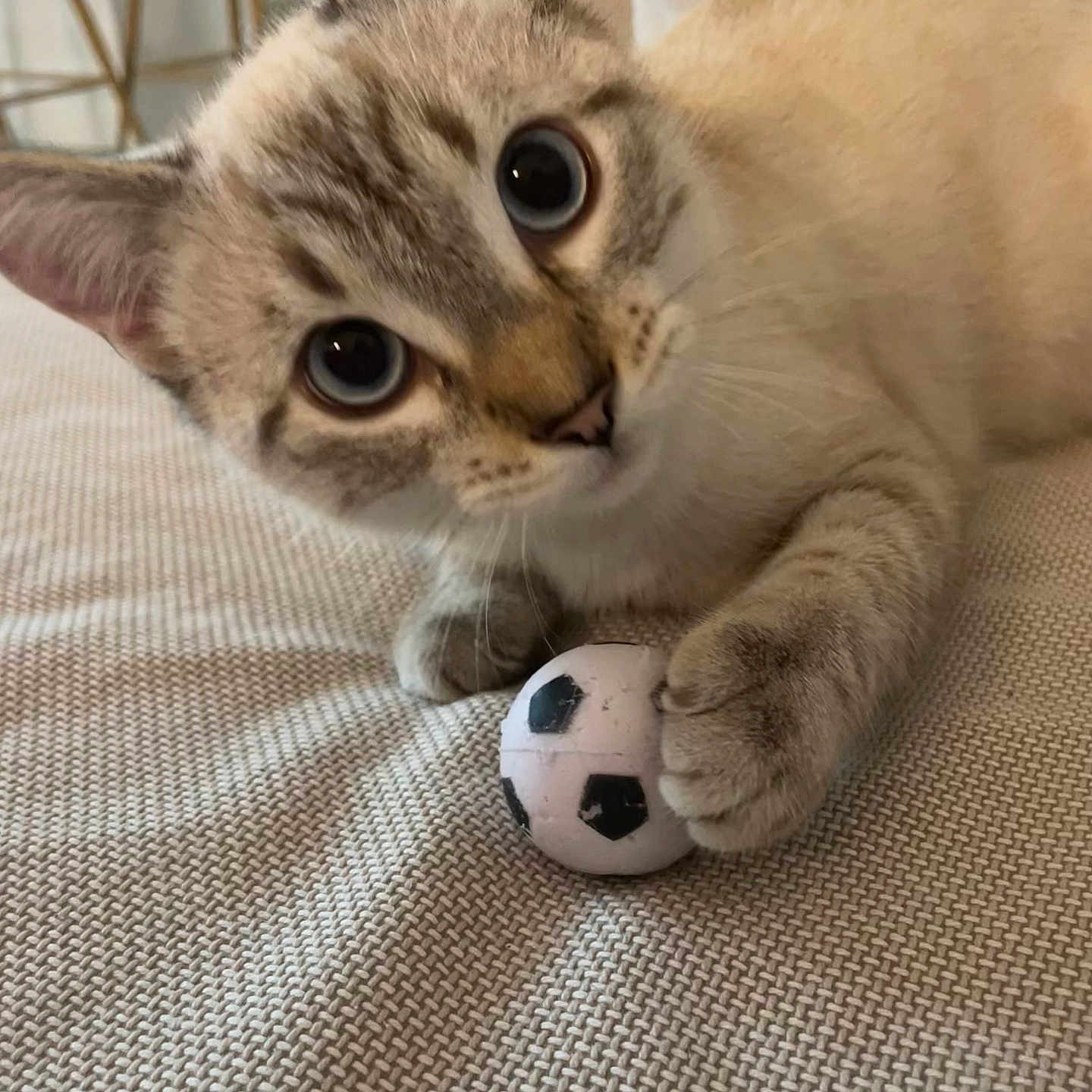 Paco participe au concours pour gagner de l'argent avec cette photo : animal, beige, cat, close_up, curious, cute, feline, home, indoor, kitten, looking, paw, pet, playful, resting, small, soccer_ball, texture, toy, young
