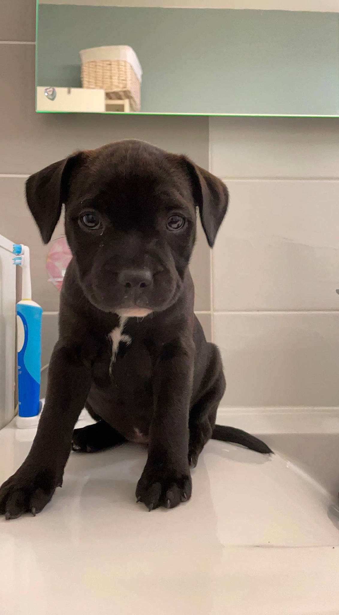 Slaya participe au concours pour gagner de l'argent avec cette photo : borador, canidae, carnivore, companion_dog, dog, dog_breed, fawn, flooring, fur, liver, non_sporting_group, pet_supply, puppy, snout, sporting_group, terrestrial_animal, toy_dog, whiskers, working_animal