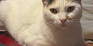 Yana a rejoint le concours — aidez-le/la à gagner de superbes lots ! cat, white_cat, calm, indoor, feline, pet, animal, fur, face, ears, whiskers, red_surface, leather, looking_at_camera, close_up, resting, domestic_cat, background_blur, quiet, home