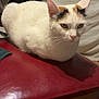 cat, white_cat, calico, indoor, loaf_position, red_leather_chair, fur, animal, pet, relaxed, feline, closeup, resting, domestic_cat, whiskers, ear, face, table, wood, cozy